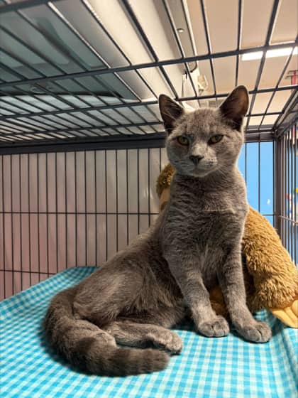 Apple - Domestic Shorthair Mix cat available for adoption in Nova Scotia