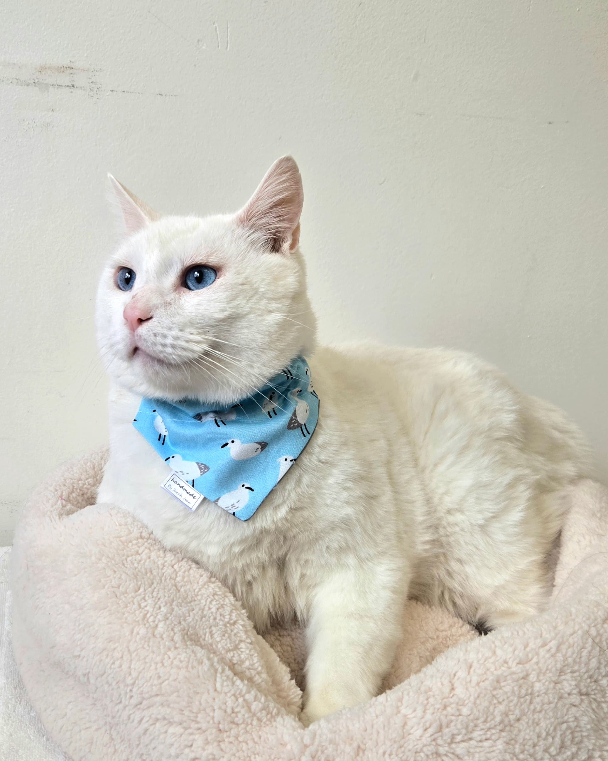 Blue - Domestic Shorthair Mix cat available for adoption in Calgary