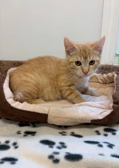 Ripley - Domestic Shorthair Mix cat available for adoption at Nova Scotia SPCA in Halifax