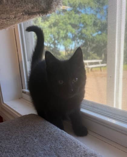 Lucky Charms - Domestic Shorthair Mix cat available for adoption at Nova Scotia SPCA in Halifax