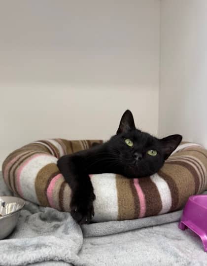 Scribble - Domestic Shorthair Mix cat available for adoption at Nova Scotia SPCA in Halifax