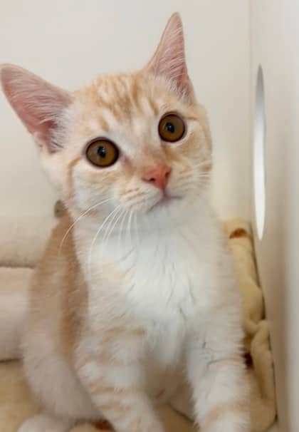 Elliot Stabler - Domestic Shorthair Mix cat available for adoption in Nova Scotia