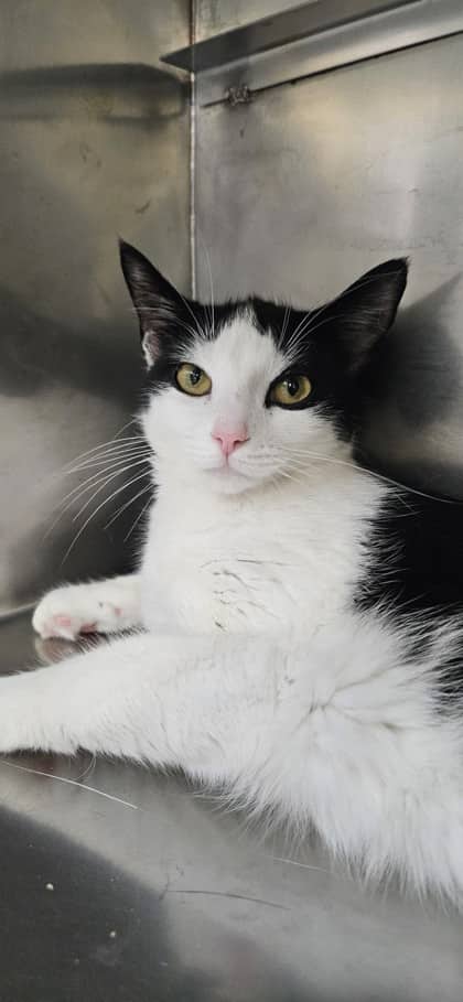 Nars - Domestic Shorthair Mix available for adoption