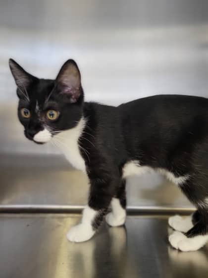 Glenda - Domestic Shorthair Mix available for adoption