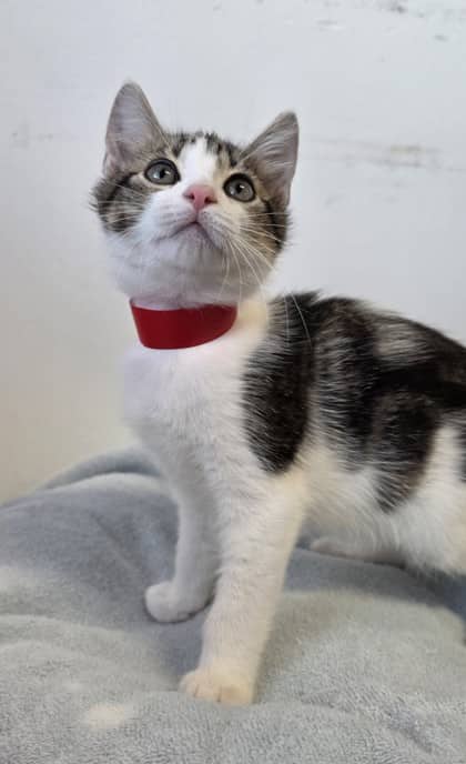 Puddles - Domestic Shorthair Mix available for adoption