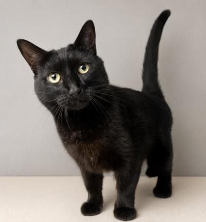 OJ - Domestic Shorthair Mix available for adoption