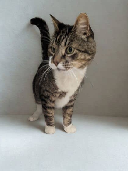 Sullivan * - Domestic Shorthair Mix available for adoption