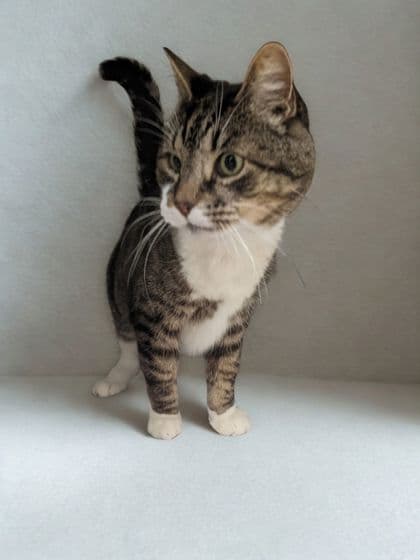 Sullivan - Domestic Shorthair Mix available for adoption