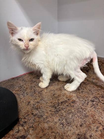 August - Domestic Shorthair Mix cat available for adoption at Nova Scotia SPCA in Halifax