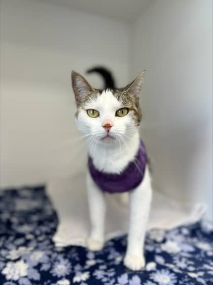 Carnival - Domestic Shorthair Mix available for adoption
