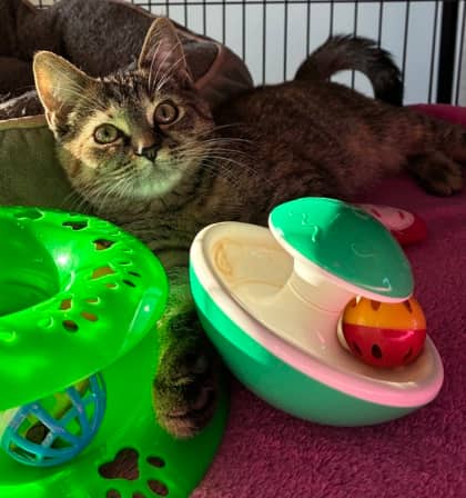 Tabitha - Domestic Shorthair Mix available for adoption