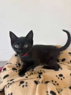 Jason - Domestic Shorthair Mix cat available for adoption at Nova Scotia SPCA in Halifax