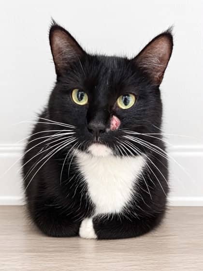 Fox - Domestic Shorthair Mix cat available for adoption at Nova Scotia SPCA in Halifax