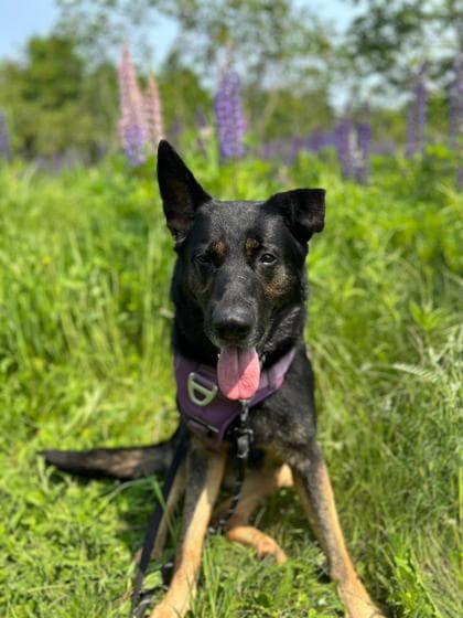 Lucy - German Shepherd Mix available for adoption