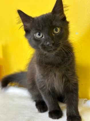 Mothman - Domestic Medium Hair Mix cat available for adoption at Nova Scotia SPCA in Halifax