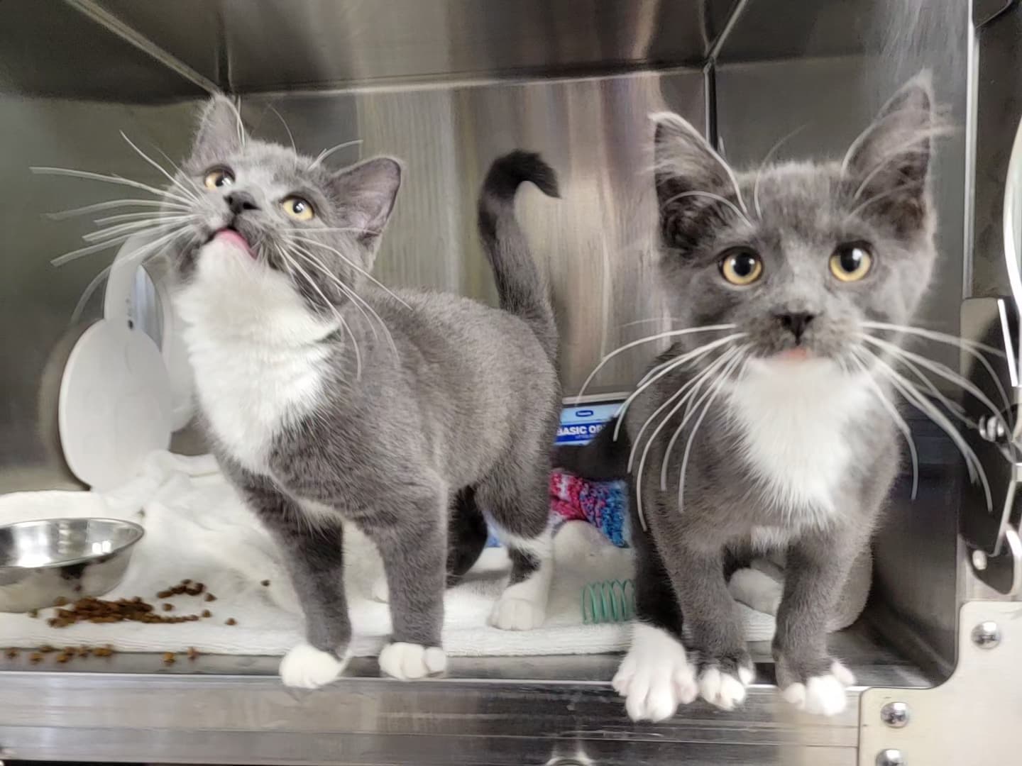 Clarinet - Domestic Shorthair Mix cat available for adoption at Nova Scotia SPCA in Halifax