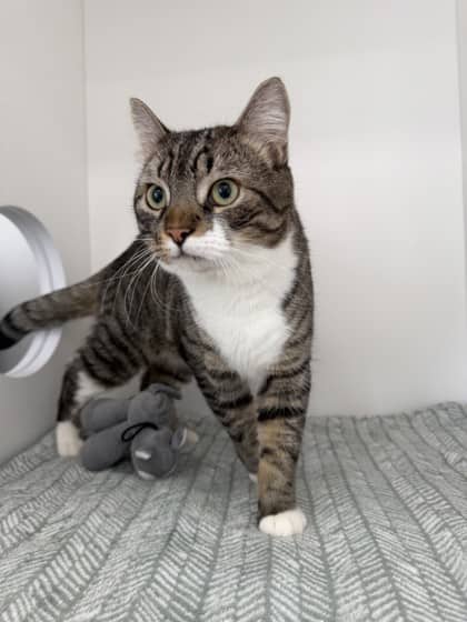 Zumie - bonded to Choco - Domestic Shorthair Mix cat available for adoption at Nova Scotia SPCA in Halifax