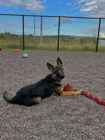 Penny - German Shepherd Mix available for adoption in Nova Scotia