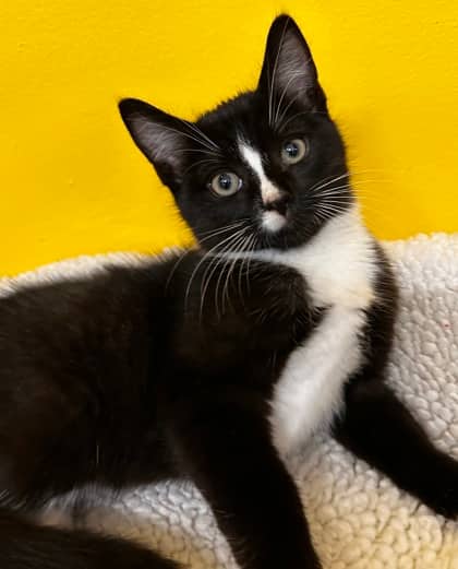 Dewy - Domestic Shorthair Mix cat available for adoption at Nova Scotia SPCA in Halifax