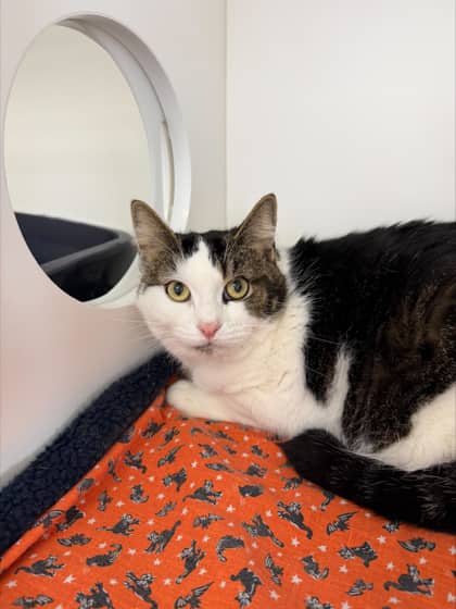 Hollie - Domestic Shorthair Mix cat available for adoption at Nova Scotia SPCA in Halifax