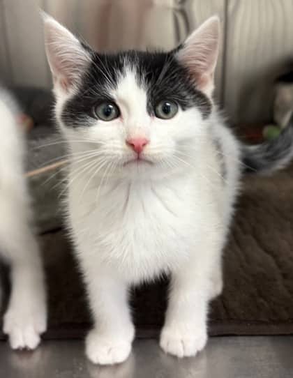 Cypress - Domestic Shorthair Mix cat available for adoption at Nova Scotia SPCA in Halifax