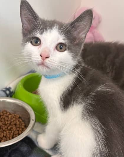 Blyken - Domestic Shorthair Mix cat available for adoption in Nova Scotia