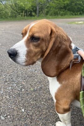 Flash - Basset Hound / Beagle available for adoption
