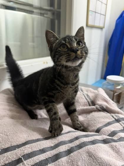 Gunner - Domestic Shorthair Mix cat available for adoption in Nova Scotia