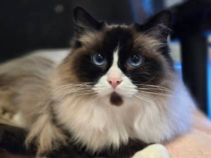 Chocolate - Domestic Medium Hair Mix cat available for adoption at Nova Scotia SPCA in Halifax