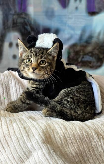 Luigi - Domestic Shorthair Mix available for adoption