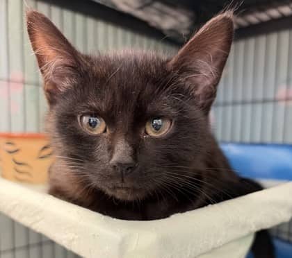 Ezra - Domestic Shorthair Mix cat available for adoption at Nova Scotia SPCA in Halifax