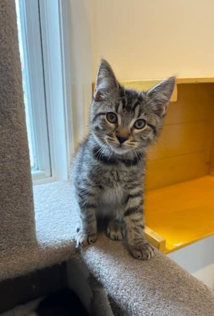 Phao - Domestic Shorthair Mix cat available for adoption at Nova Scotia SPCA in Halifax
