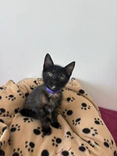 Michelle - Domestic Shorthair Mix cat available for adoption at Nova Scotia SPCA in Halifax