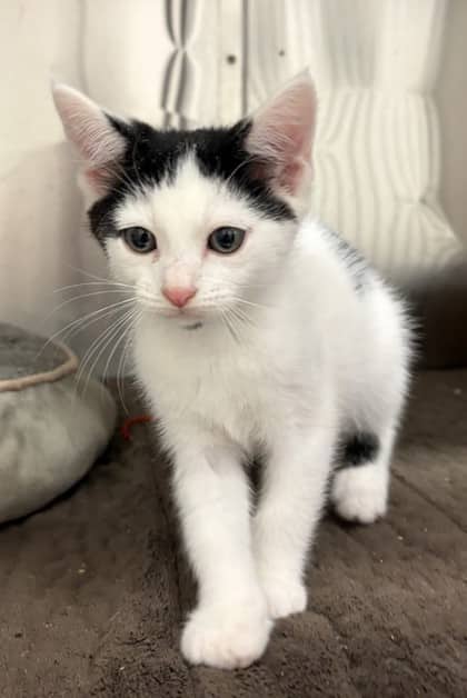 Fig - Domestic Shorthair Mix cat available for adoption at Nova Scotia SPCA in Halifax