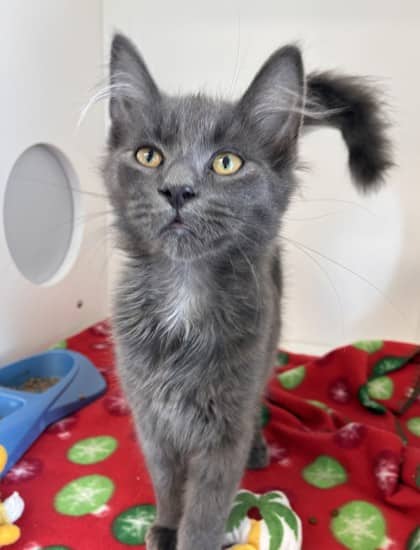 Haha - Domestic Medium Hair Mix cat available for adoption at Nova Scotia SPCA in Halifax