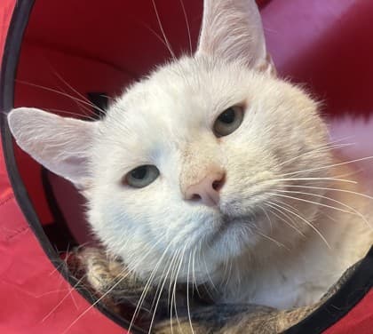 Mallow - Domestic Shorthair Mix available for adoption