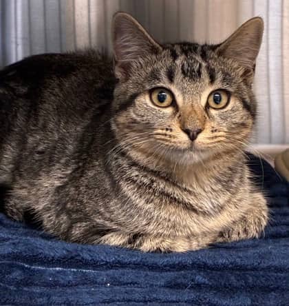 Kate - Domestic Shorthair Mix available for adoption