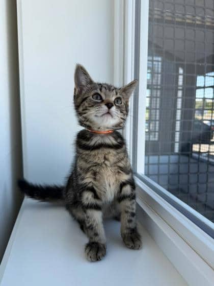 Cornbread - Domestic Shorthair Mix cat available for adoption in Nova Scotia