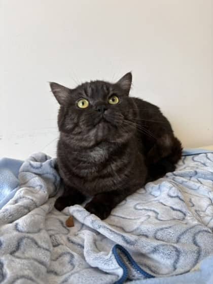 Grub - British Shorthair Mix cat available for adoption in Nova Scotia