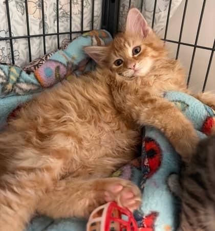 Alder - Domestic Longhair Mix available for adoption