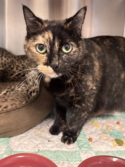 Poppy - Domestic Shorthair Mix cat available for adoption at Nova Scotia SPCA in Halifax