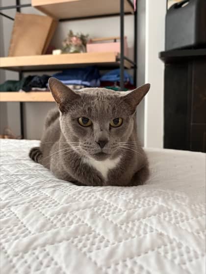 Mia - Domestic Shorthair Mix cat available for adoption at Nova Scotia SPCA in Halifax