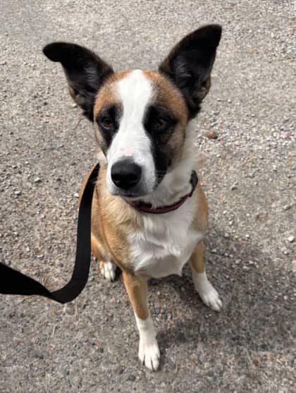Maggie - Mixed Breed, Medium (up to 44 lbs fully grown) Mix available for adoption at Nova Scotia SPCA in Halifax