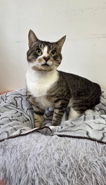 Cliff - Domestic Shorthair Mix cat available for adoption at Nova Scotia SPCA in Halifax