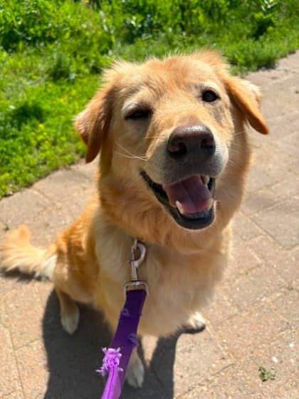 Sasha - Retriever, Nova Scotia Duck Tolling / Siberian Husky available for adoption in Nova Scotia
