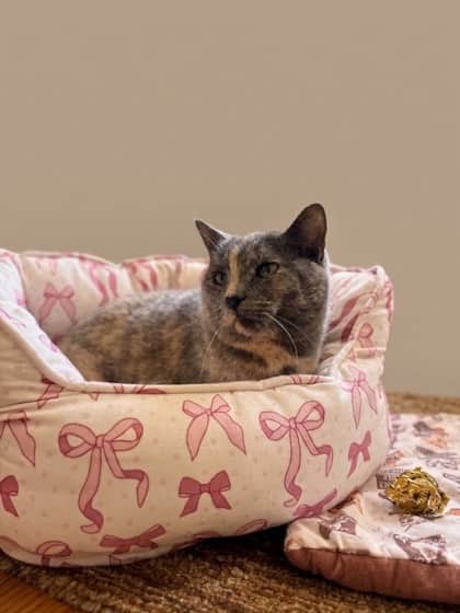 Muffin - Domestic Shorthair Mix cat available for adoption at Nova Scotia SPCA in Halifax