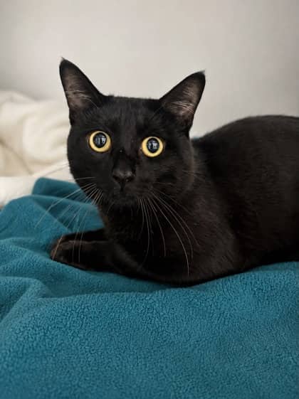 Pepper - Domestic Shorthair Mix cat available for adoption at Nova Scotia SPCA in Halifax
