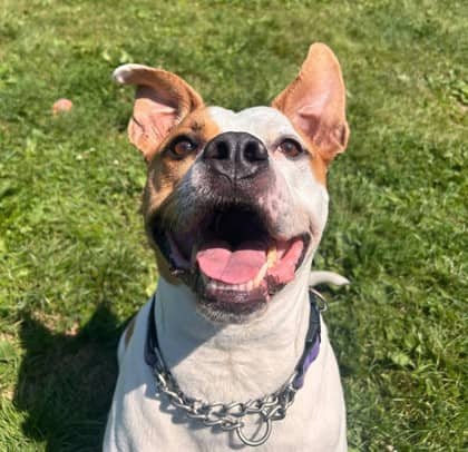 Jorgie - Terrier, American Pit Bull Mix available for adoption at Nova Scotia SPCA in Halifax
