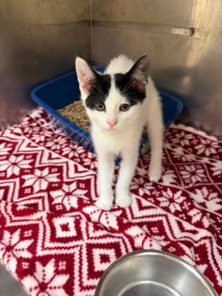 Bird - Domestic Shorthair Mix available for adoption