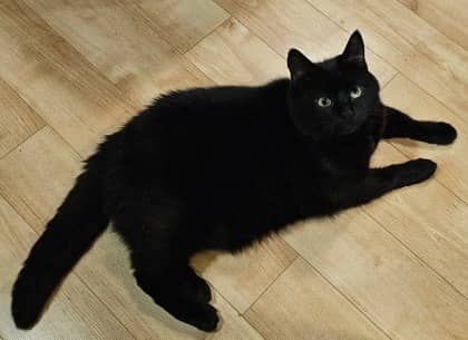 Goo - Domestic Shorthair Mix cat available for adoption at Nova Scotia SPCA in Halifax